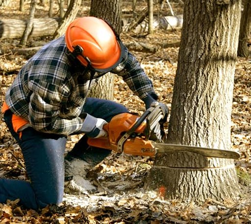 Tree Removal in Ash, NC